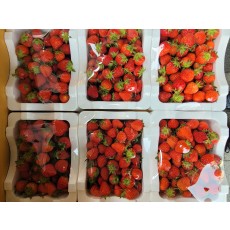 🍓꼬마딸기 🔥3상자🔥(1kg/1상자)🍓