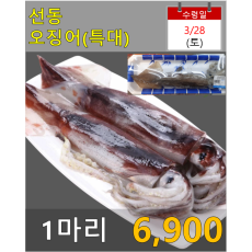 선동 오징어(특대) 1마리