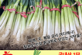 대파 / 국내산 1단