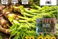 국내산 참두릅 500g