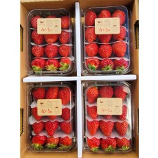 🍓[거창]설향딸기 3팩/1상자🍓