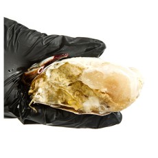 [선공구] [택배❌] 연평도 절단 꽃게 -일요일 밤10시 발주마감